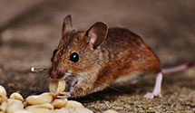 24 Hour & Emergency Exterminators in Dayton, NY